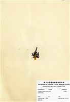 藏品(梳葉蕨)的圖片